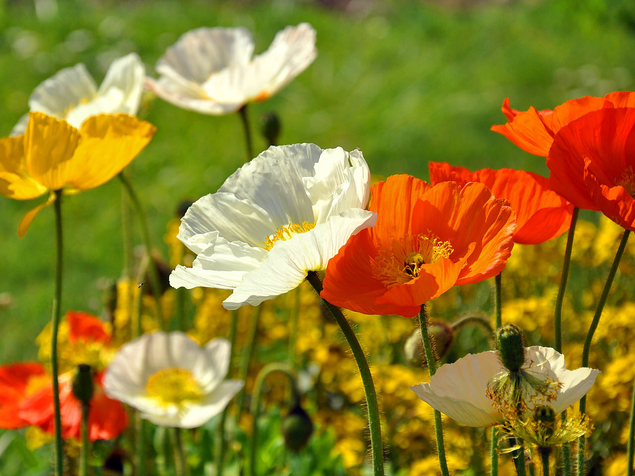 Fotos Jardin des Plantes