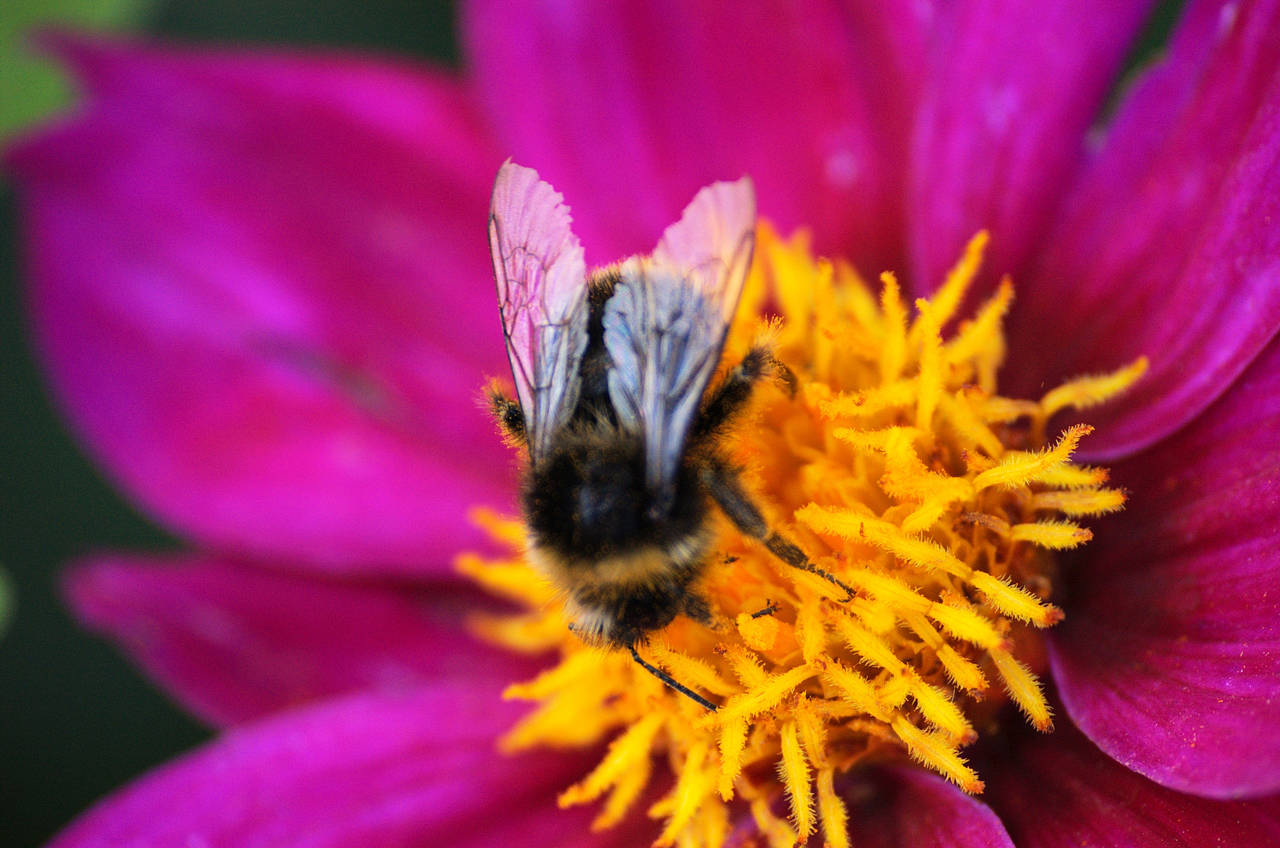 Jardin des Plantes Fotos
