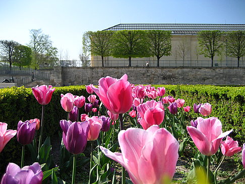 Jardin des Tuileries - Ile de France - Paris (Paris)