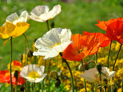 Foto Jardin des Plantes - Paris
